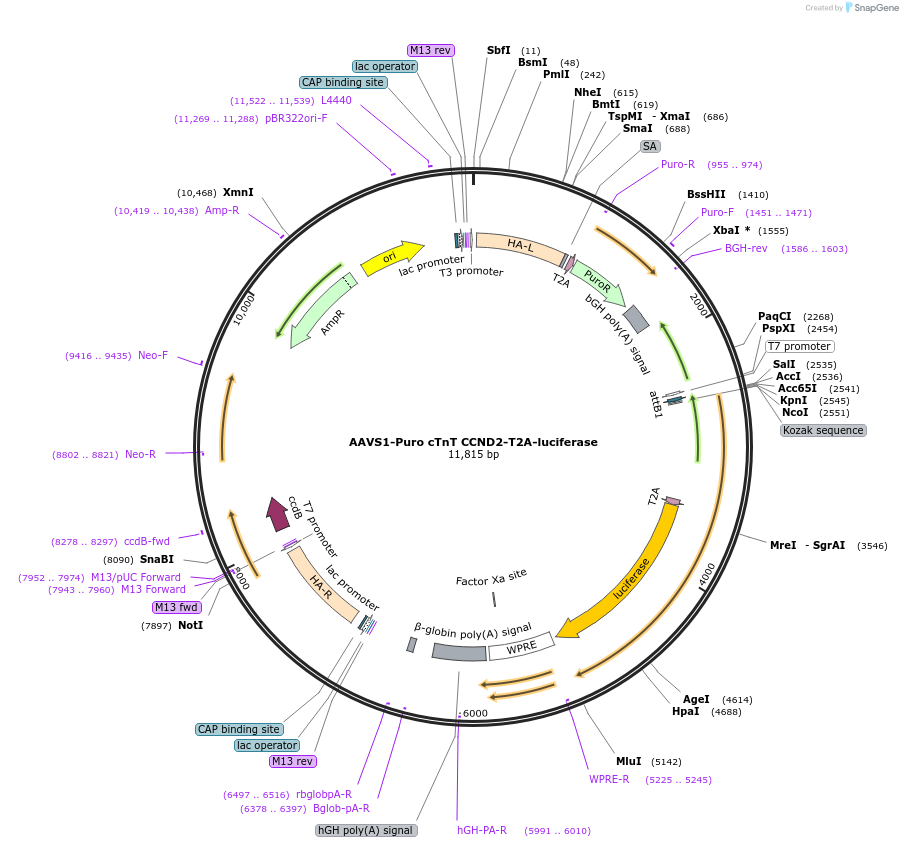179844-plasmid-map-sequence-id-354928