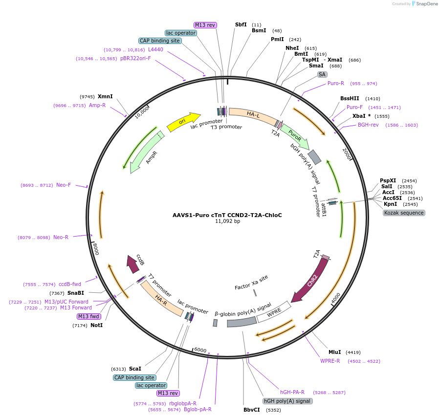 179841-plasmid-map-sequence-id-354931