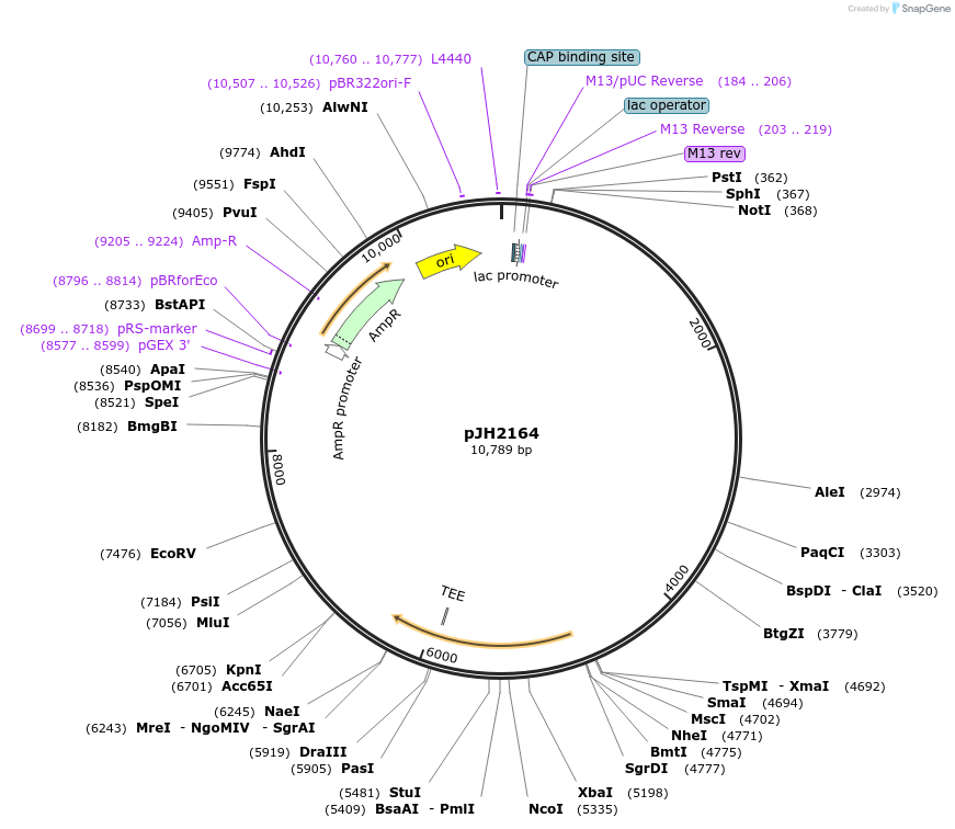 179223-plasmid-map-sequence-id-354941