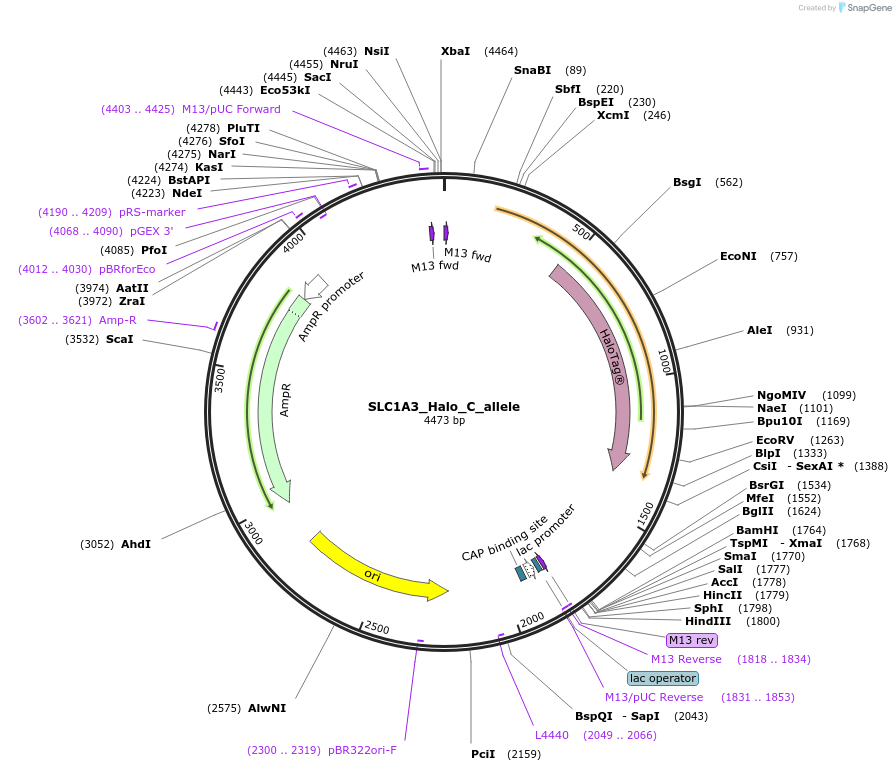 178170-plasmid-map-sequence-id-354942