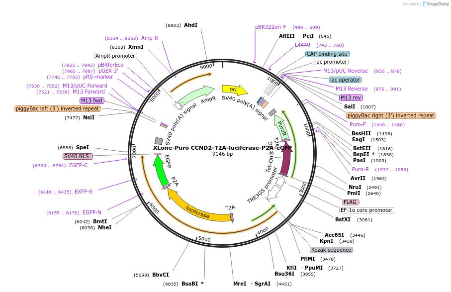 179843-plasmid-map-sequence-id-354943