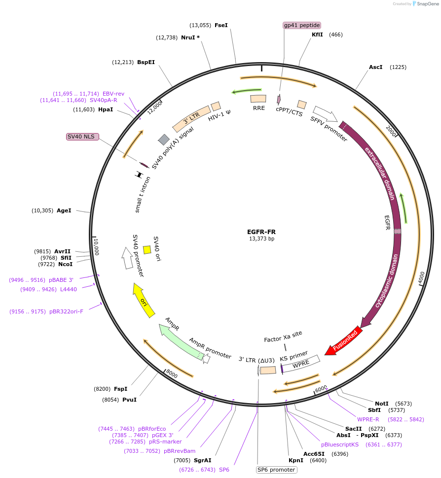 179263-plasmid-map-sequence-id-354964
