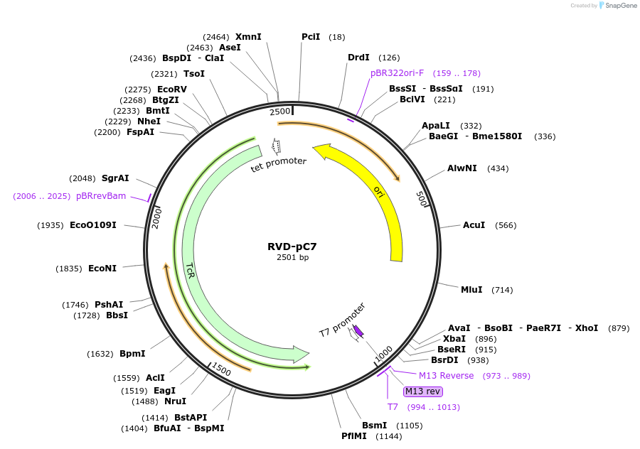 173294-plasmid-map-sequence-id-354977
