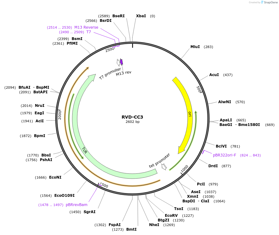 173298-plasmid-map-sequence-id-354983
