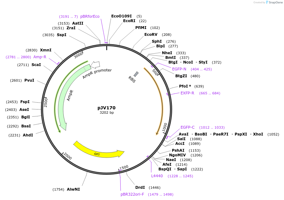 180077-plasmid-map-sequence-id-355027