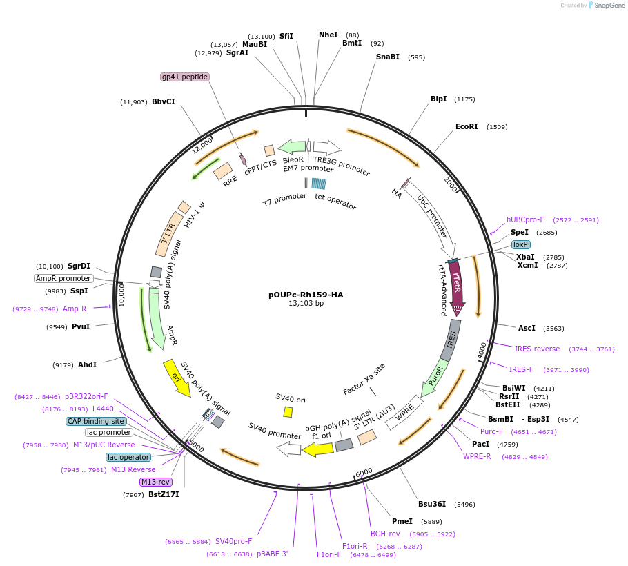 179344-plasmid-map-sequence-id-355067