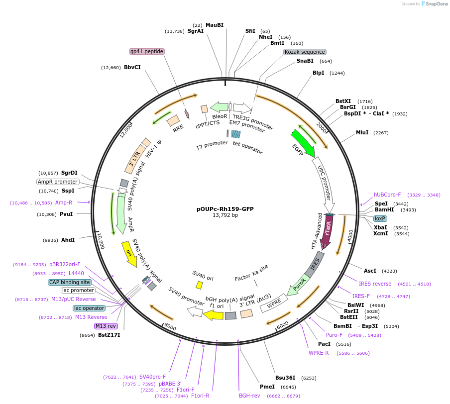 179280-plasmid-map-sequence-id-355070