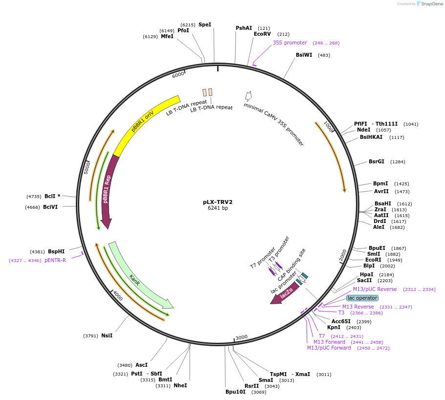 180516-plasmid-map-sequence-id-355071
