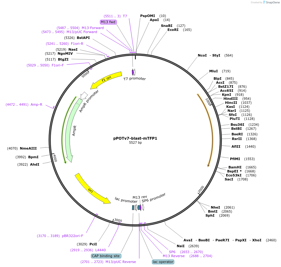 179792-plasmid-map-sequence-id-355078