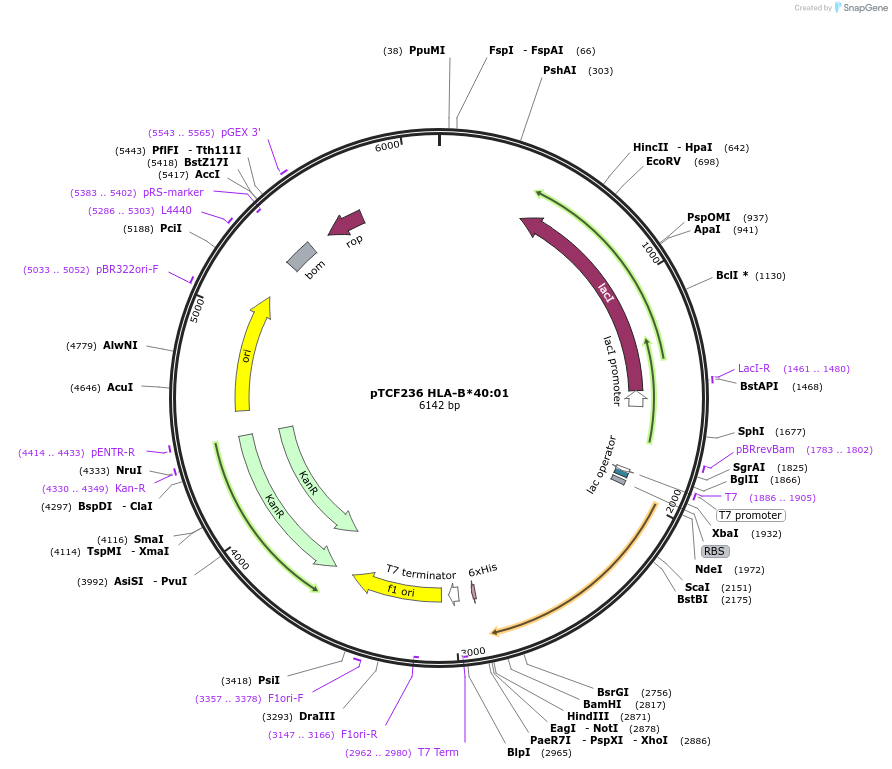 180463-plasmid-map-sequence-id-355082