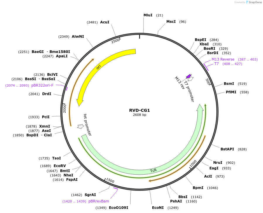 173308-plasmid-map-sequence-id-355085