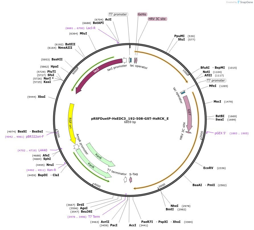146214-plasmid-map-sequence-id-355086
