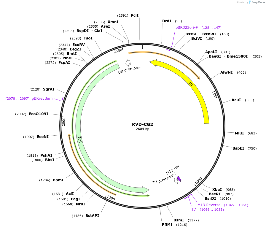 173309-plasmid-map-sequence-id-355087