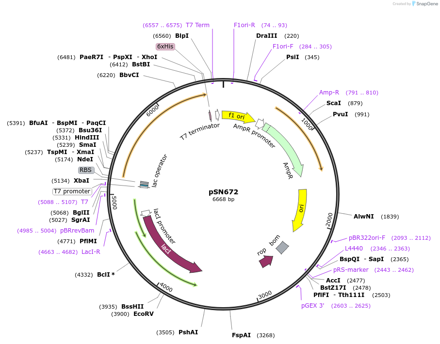 177362-plasmid-map-sequence-id-355088