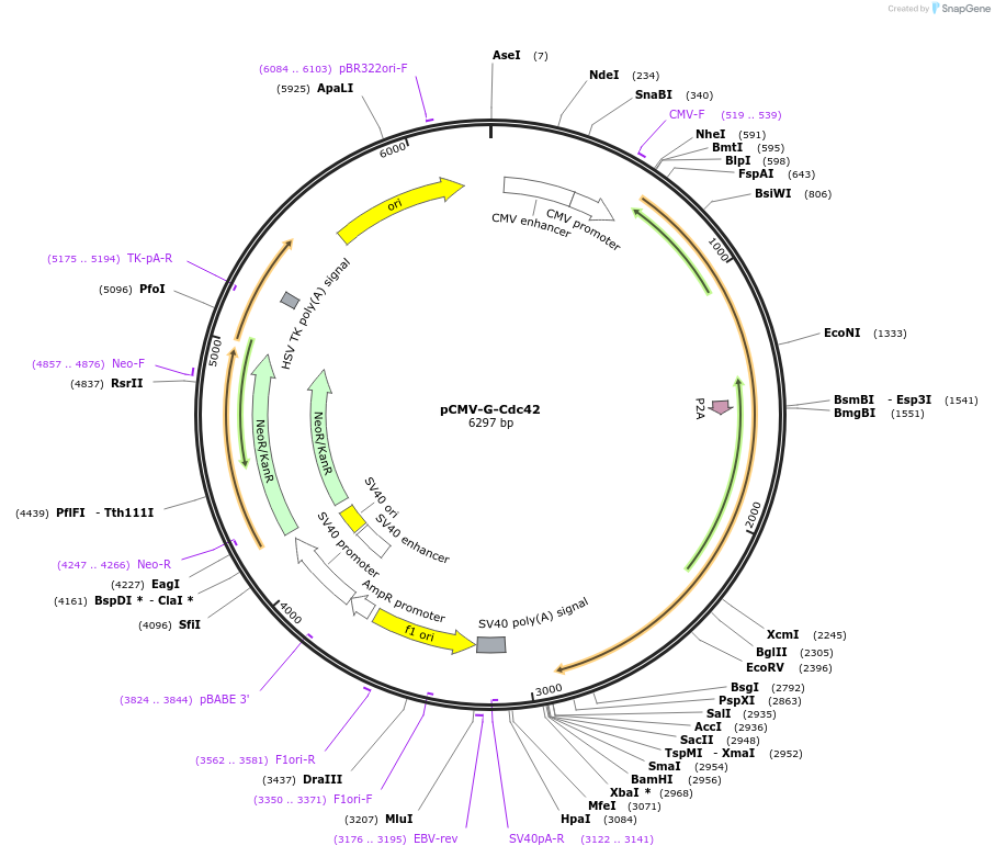 180577-plasmid-map-sequence-id-355105