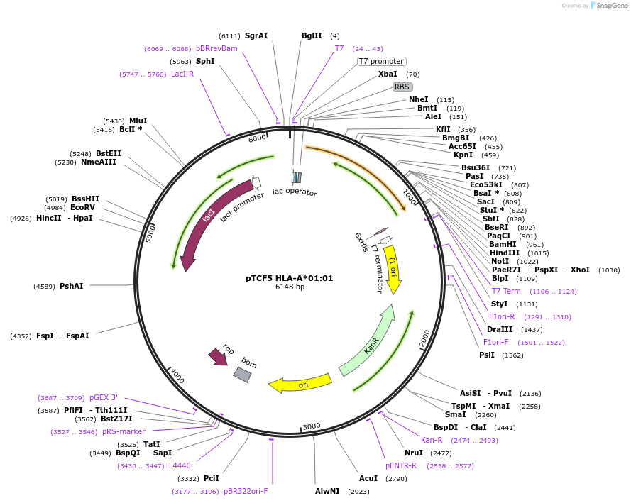 180448-plasmid-map-sequence-id-355109