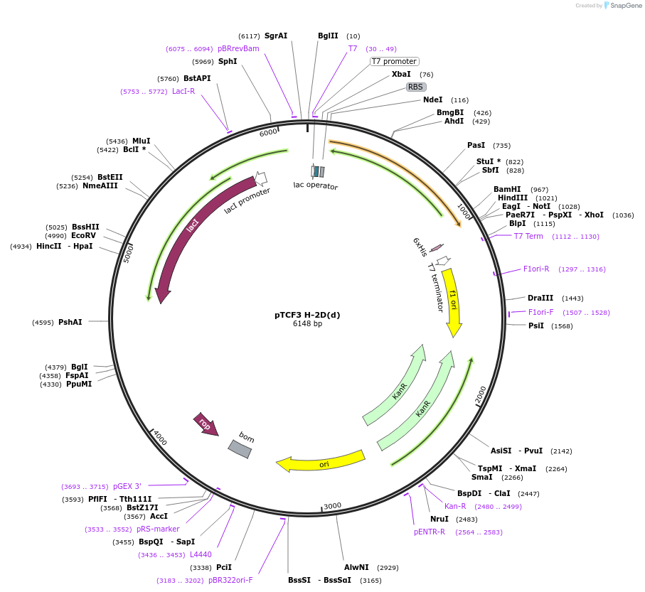 180452-plasmid-map-sequence-id-355110