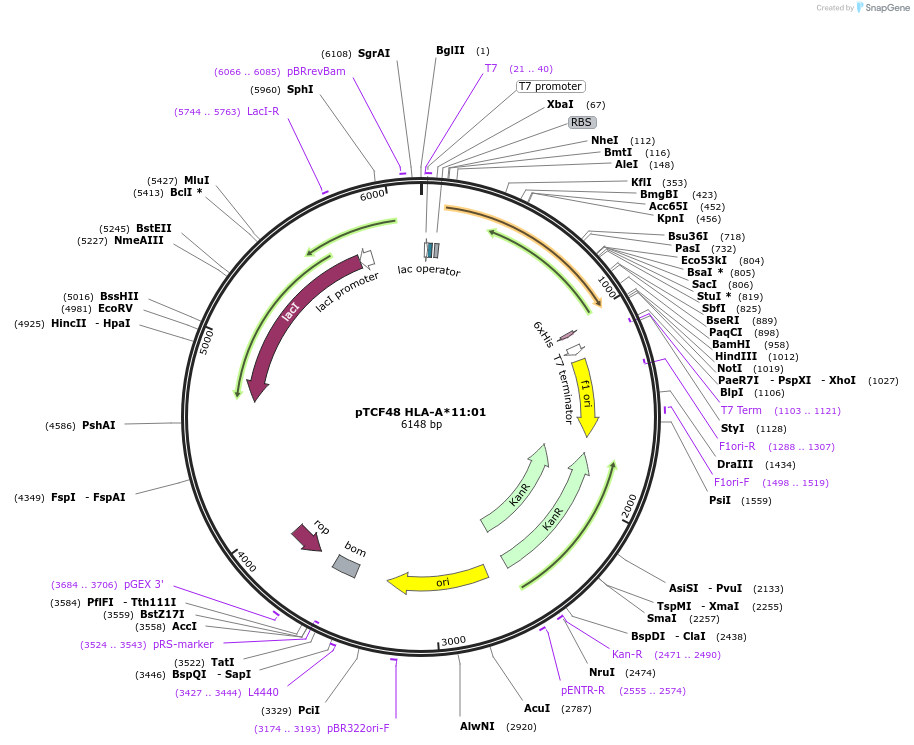 180449-plasmid-map-sequence-id-355113