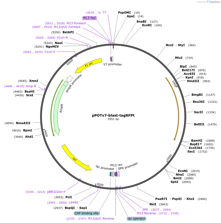 179790-plasmid-map-sequence-id-355147