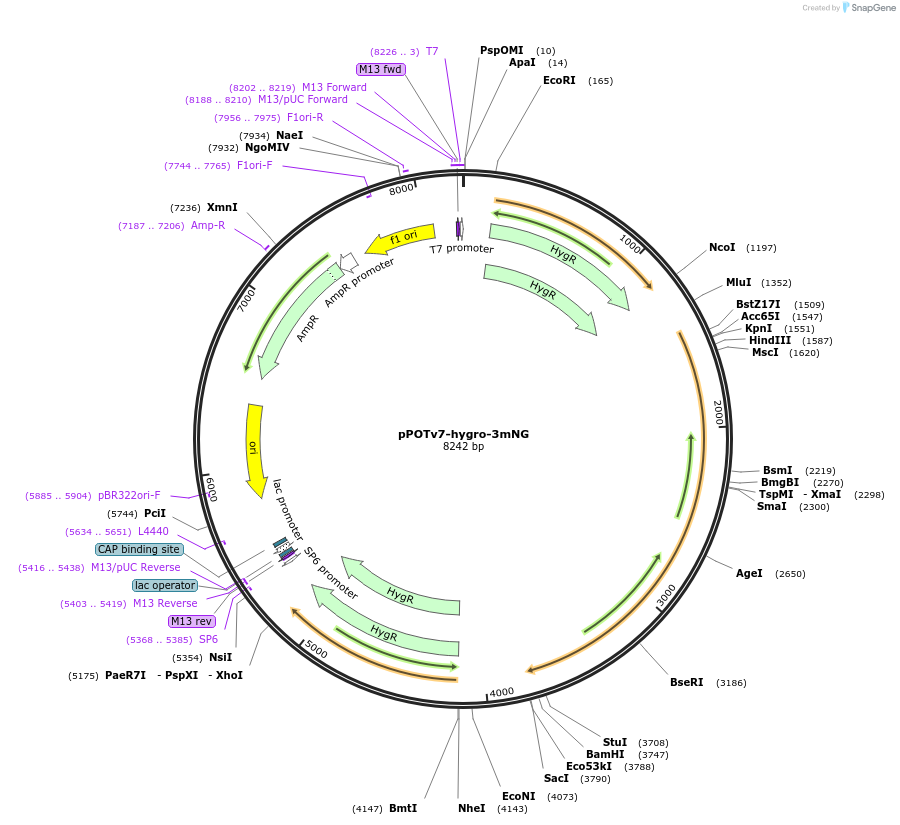 179833-plasmid-map-sequence-id-355149