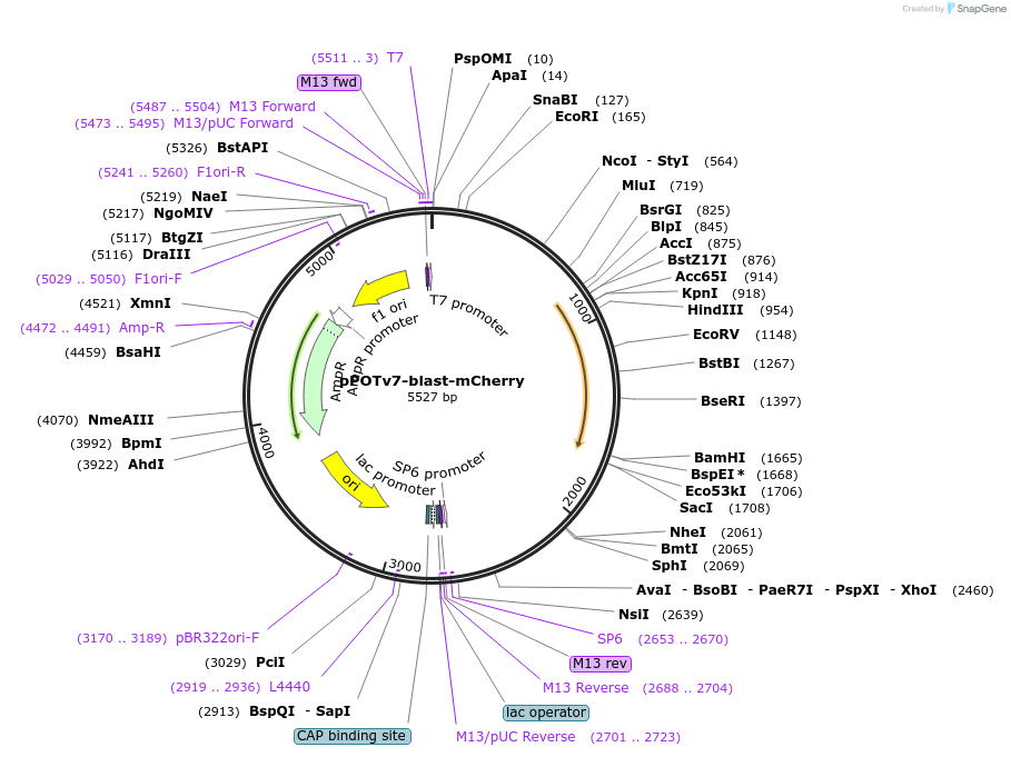 179789-plasmid-map-sequence-id-355196