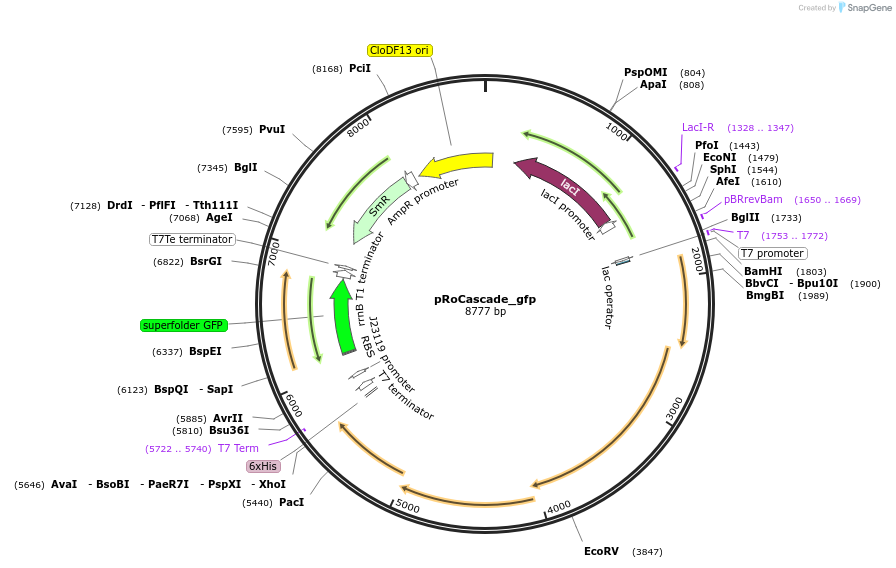 178771-plasmid-map-sequence-id-355202
