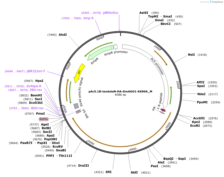 146957-plasmid-map-sequence-id-355231
