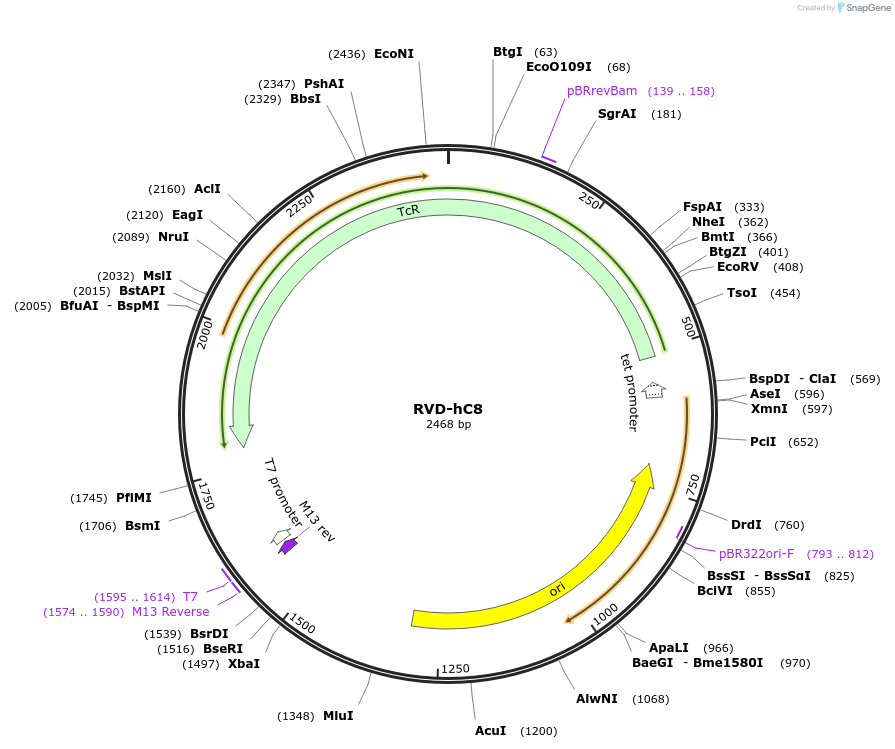 173318-plasmid-map-sequence-id-355286