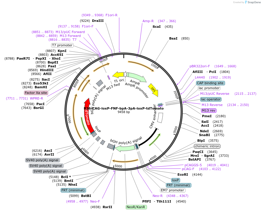 180152-plasmid-map-sequence-id-355317