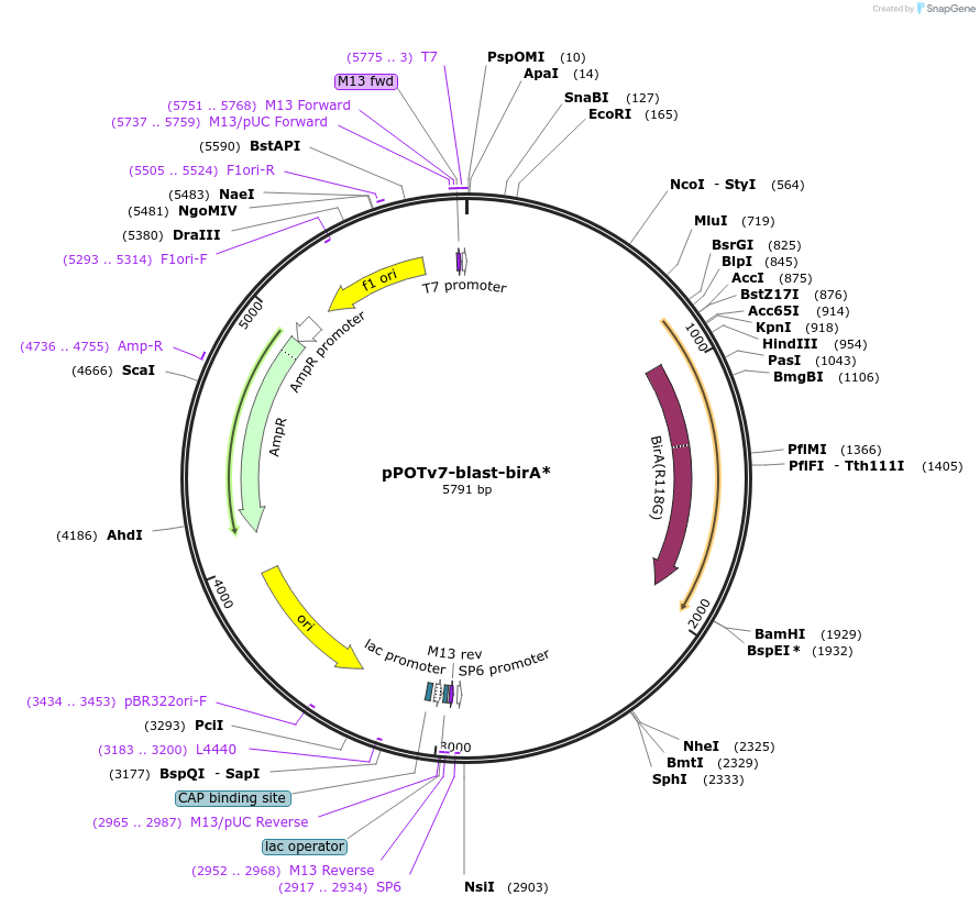 179788-plasmid-map-sequence-id-355324
