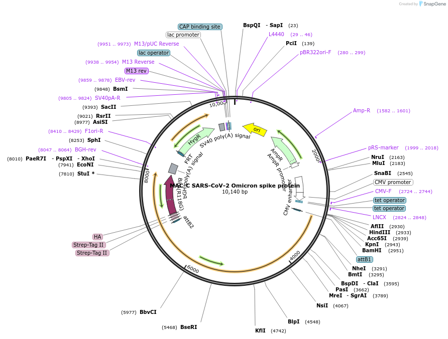 180778-plasmid-map-sequence-id-355326