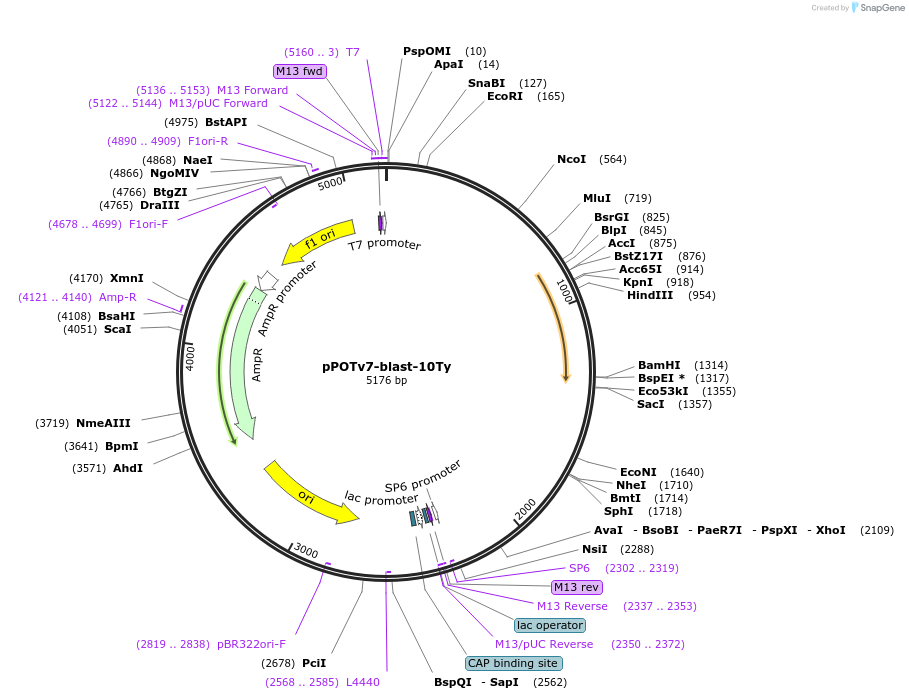 179807-plasmid-map-sequence-id-355329