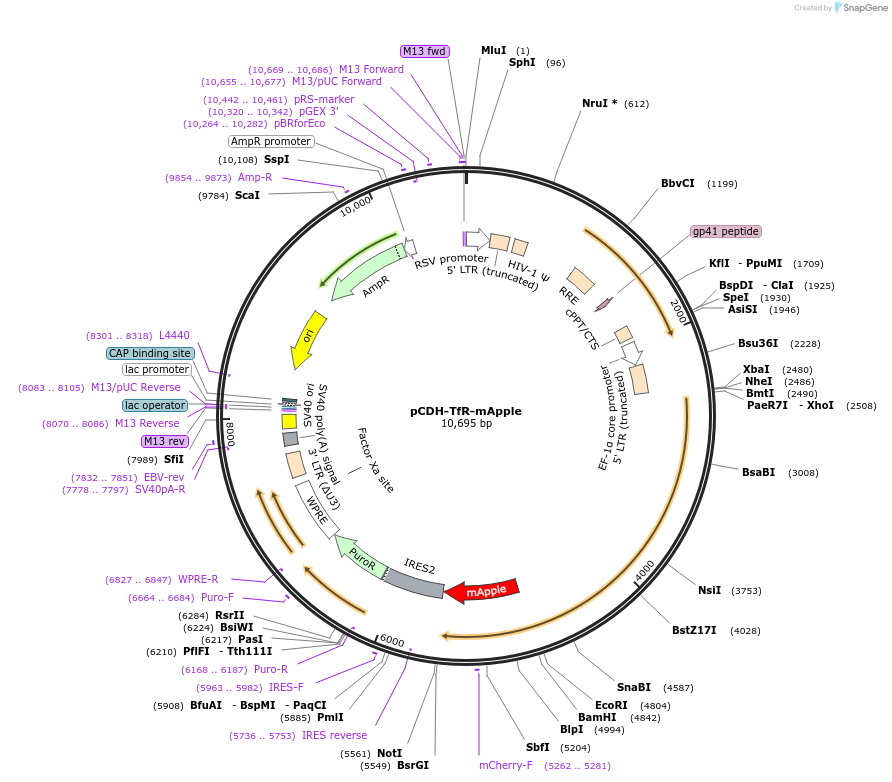 179384-plasmid-map-sequence-id-355333