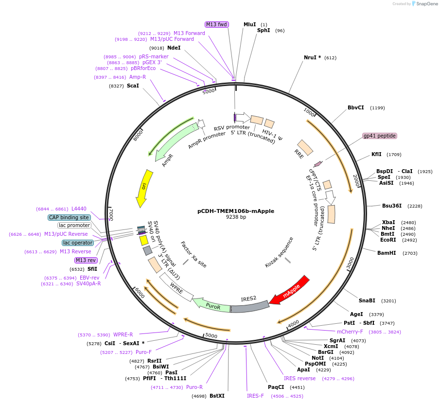 179385-plasmid-map-sequence-id-355334