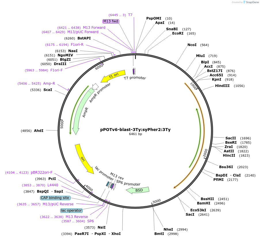 179805-plasmid-map-sequence-id-355409