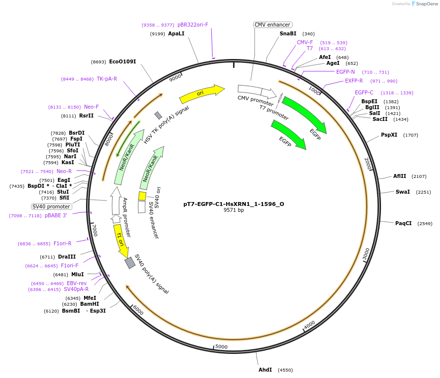 147092-plasmid-map-sequence-id-355414