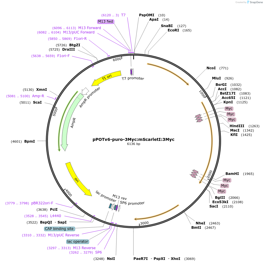 179804-plasmid-map-sequence-id-355415