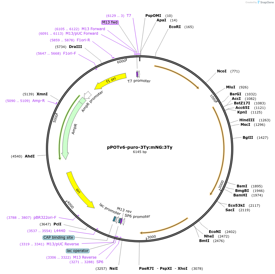 179798-plasmid-map-sequence-id-355418