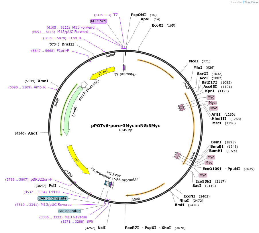 179803-plasmid-map-sequence-id-355419