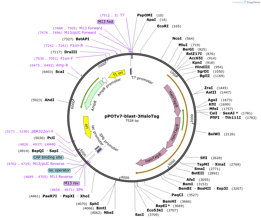 179827-plasmid-map-sequence-id-355420