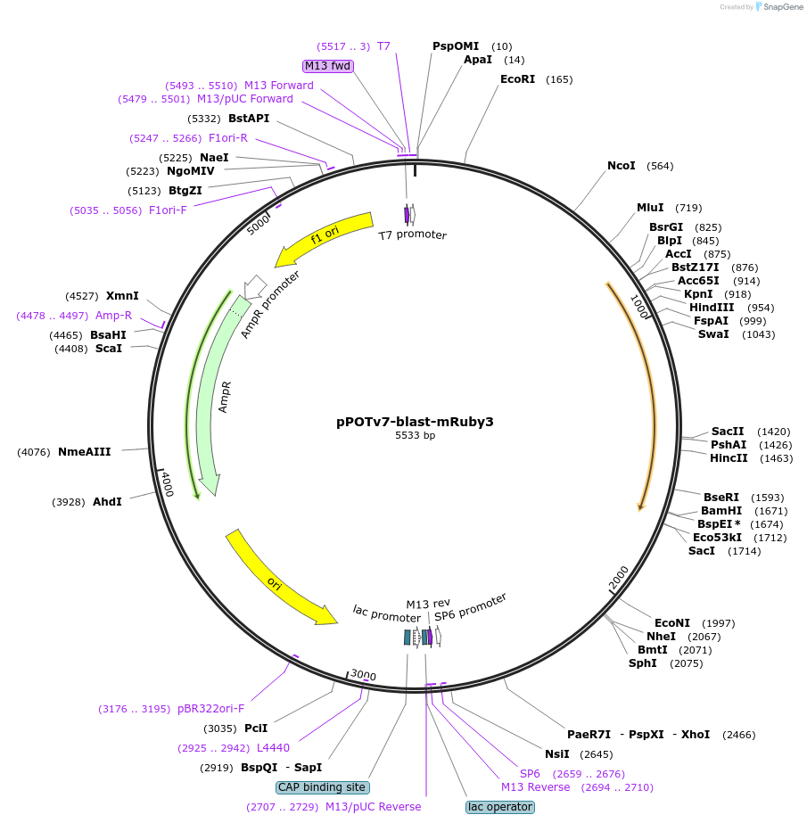 179793-plasmid-map-sequence-id-355425