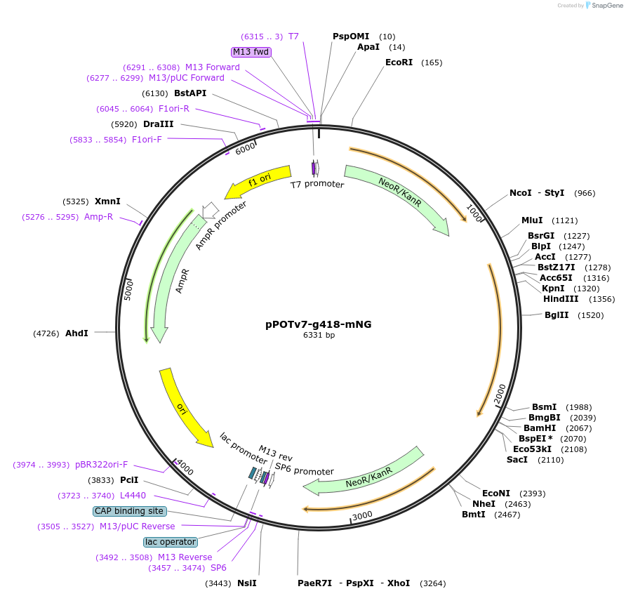 179821-plasmid-map-sequence-id-355426