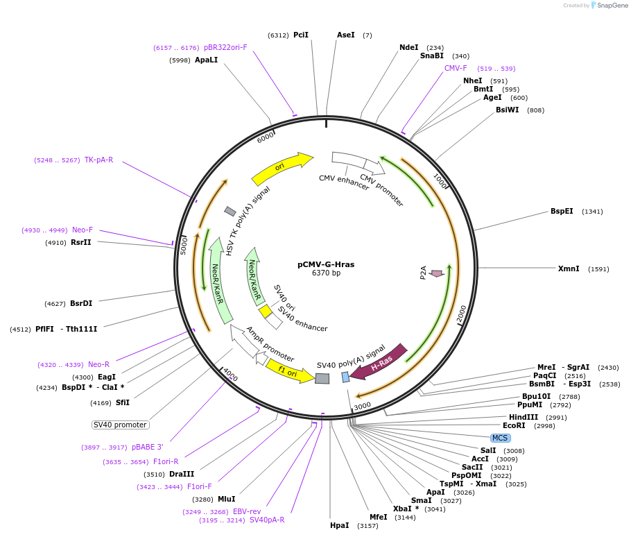 180573-plasmid-map-sequence-id-355446