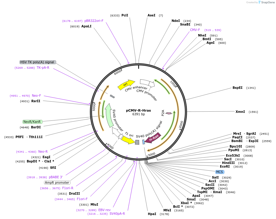 180574-plasmid-map-sequence-id-355447