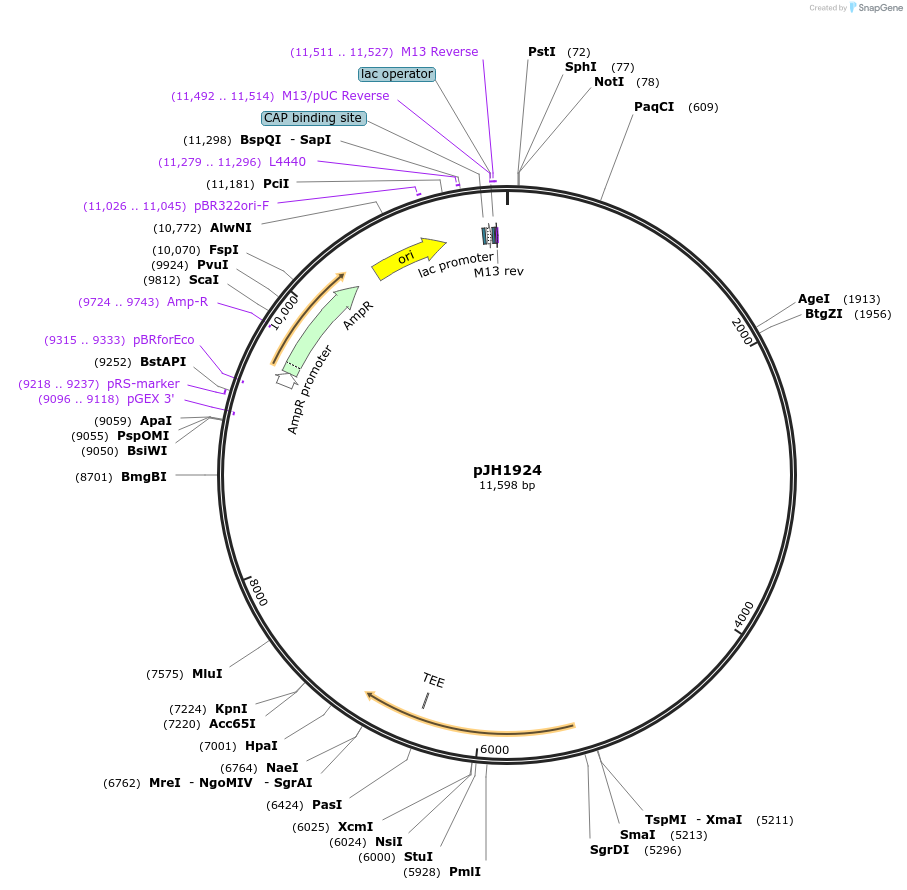 179205-plasmid-map-sequence-id-355455