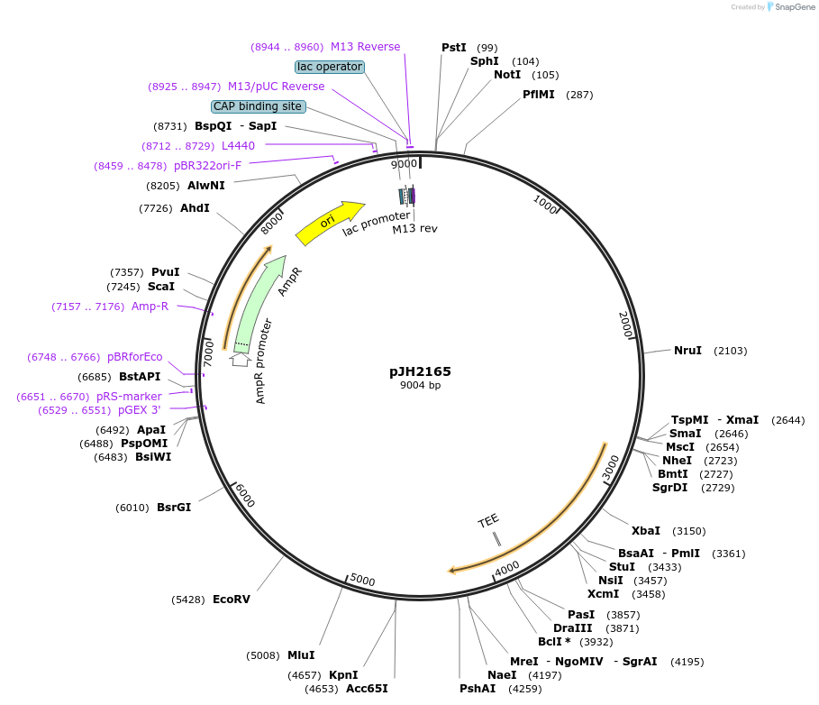 179222-plasmid-map-sequence-id-355457