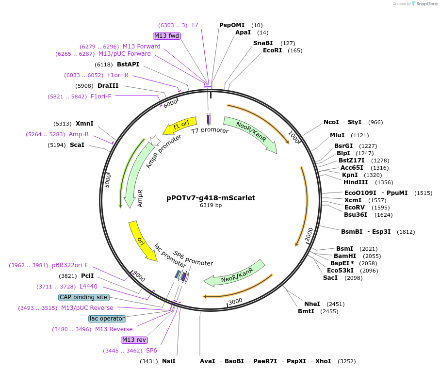 179823-plasmid-map-sequence-id-355461