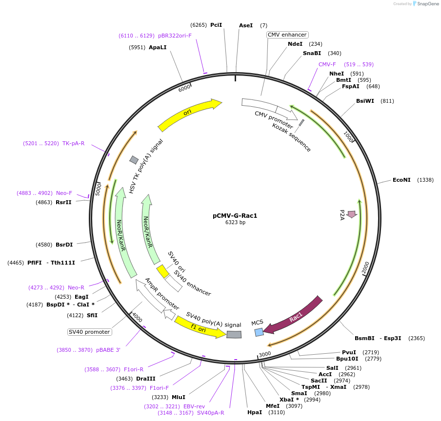 180575-plasmid-map-sequence-id-355462