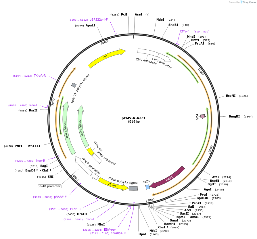180576-plasmid-map-sequence-id-355464