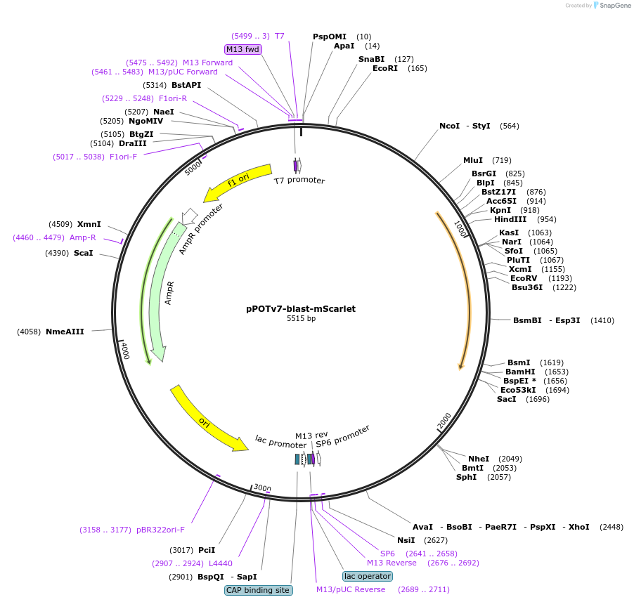 179818-plasmid-map-sequence-id-355466